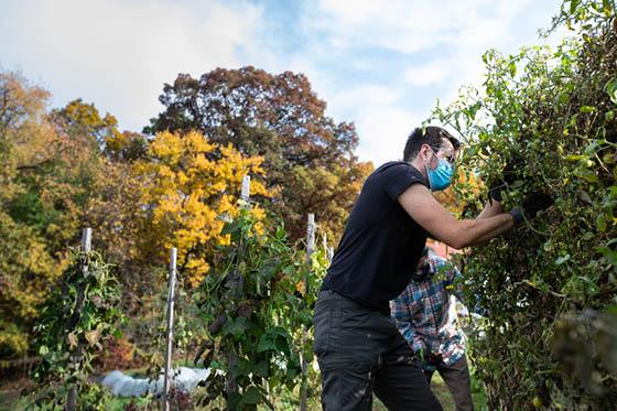 Photo of a masked Chatham University student working in the 伊甸堂校园 agroecology demo garden