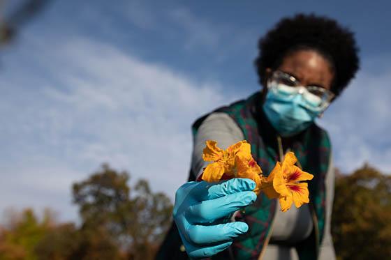 Photo of a masked Chatham University student working in the 伊甸堂校园 agroecology demo garden, 拿着收获的花朵对着镜头